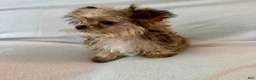 Shorkie dogs for sale: Petey - Ad 3
