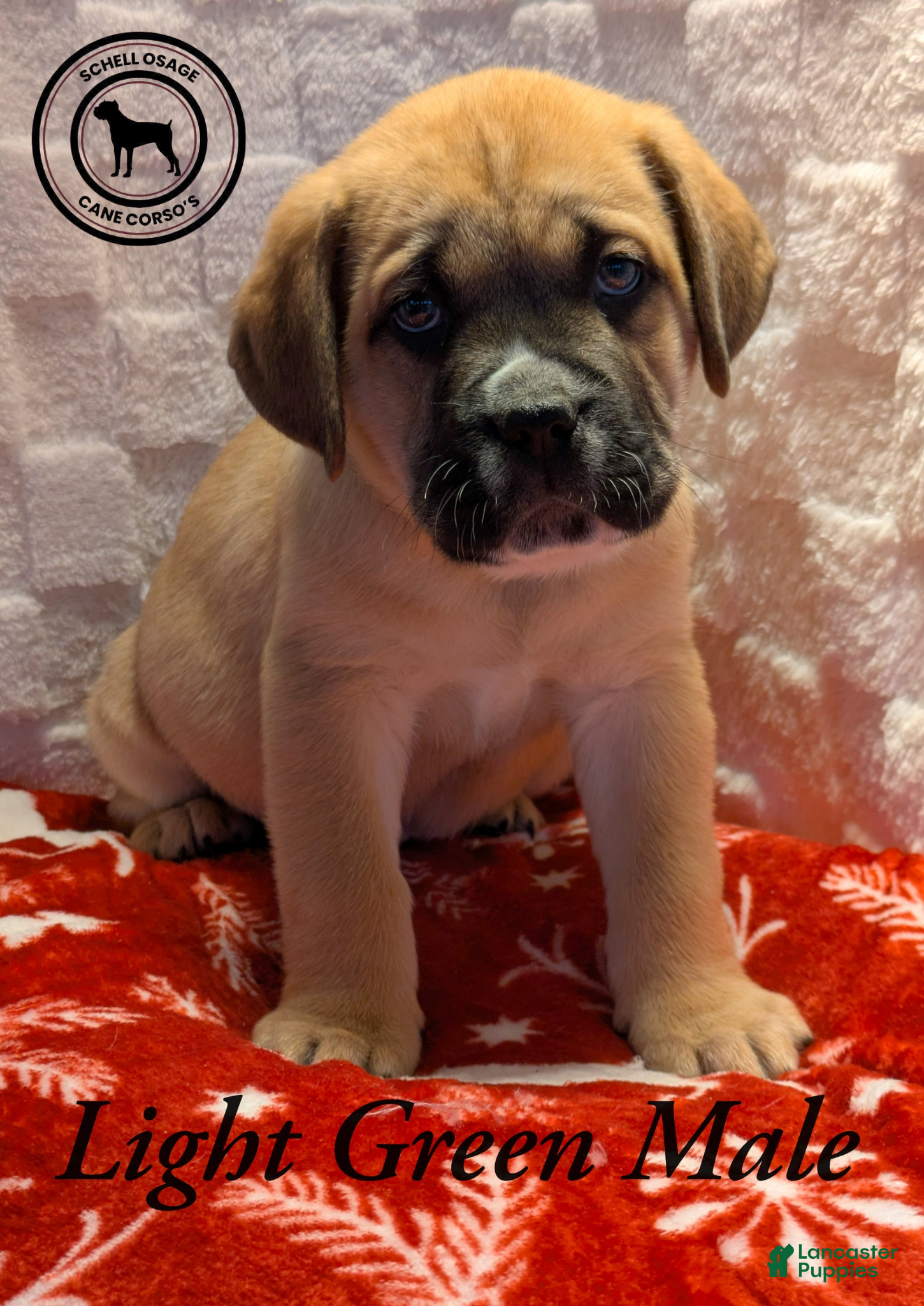 Cane Corso dogs Light Green - Ad 6