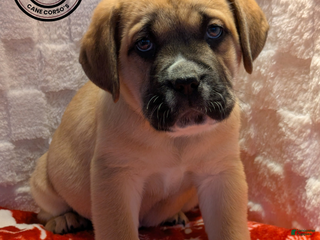 Cane Corso dogs Light Green - Ad 6