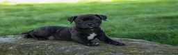 Staffordshire Bull Terrier dogs for sale: Moose 🐶 - Ad 9
