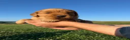 Golden Retriever dogs for sale: Goldie - Ad 2
