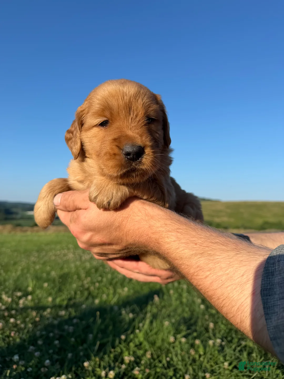 Golden Retriever dogs for sale: Goldie - Ad 2