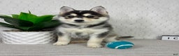 Pomsky dogs for sale: Pom Pom - Ad 4