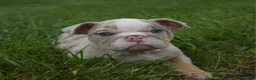 English Bulldog dogs for sale: Henry - Ad 4