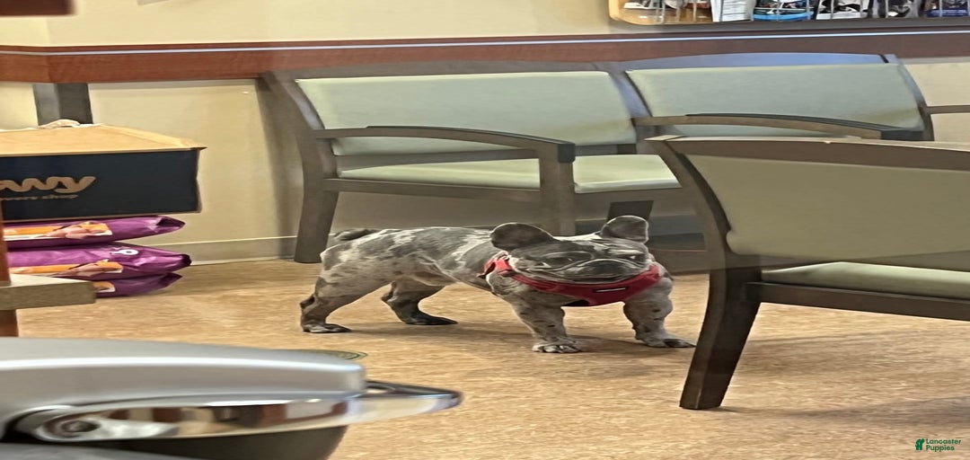 Gallery Image {{count}}