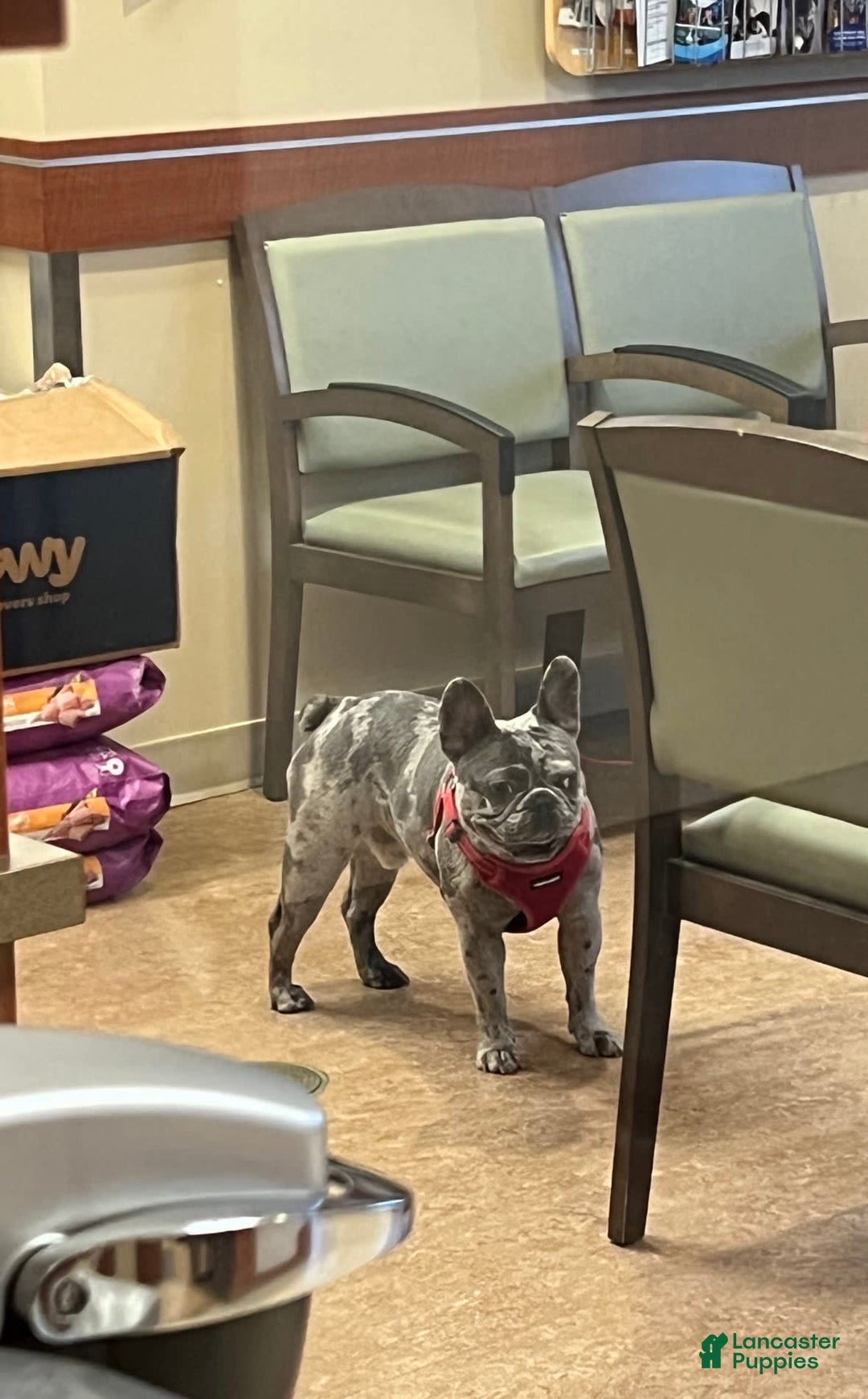 Gallery Image {{count}}