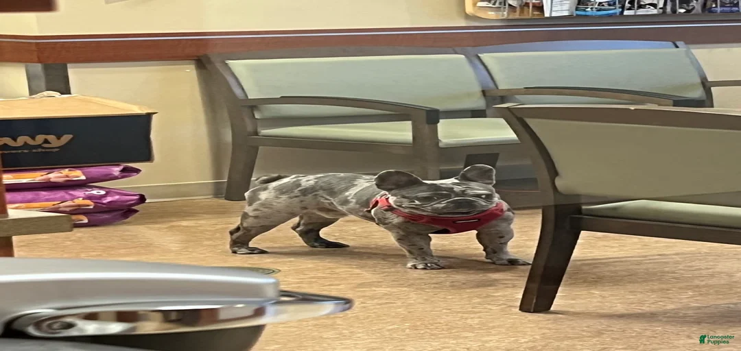 Gallery Image {{count}}