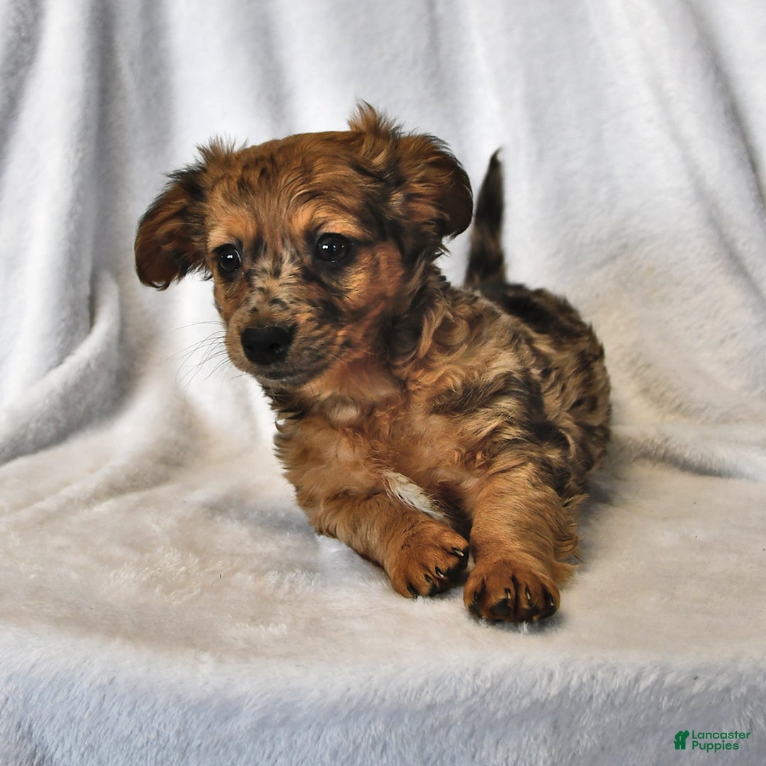 Mixed Breed dogs for sale: Rocky - Ad 2