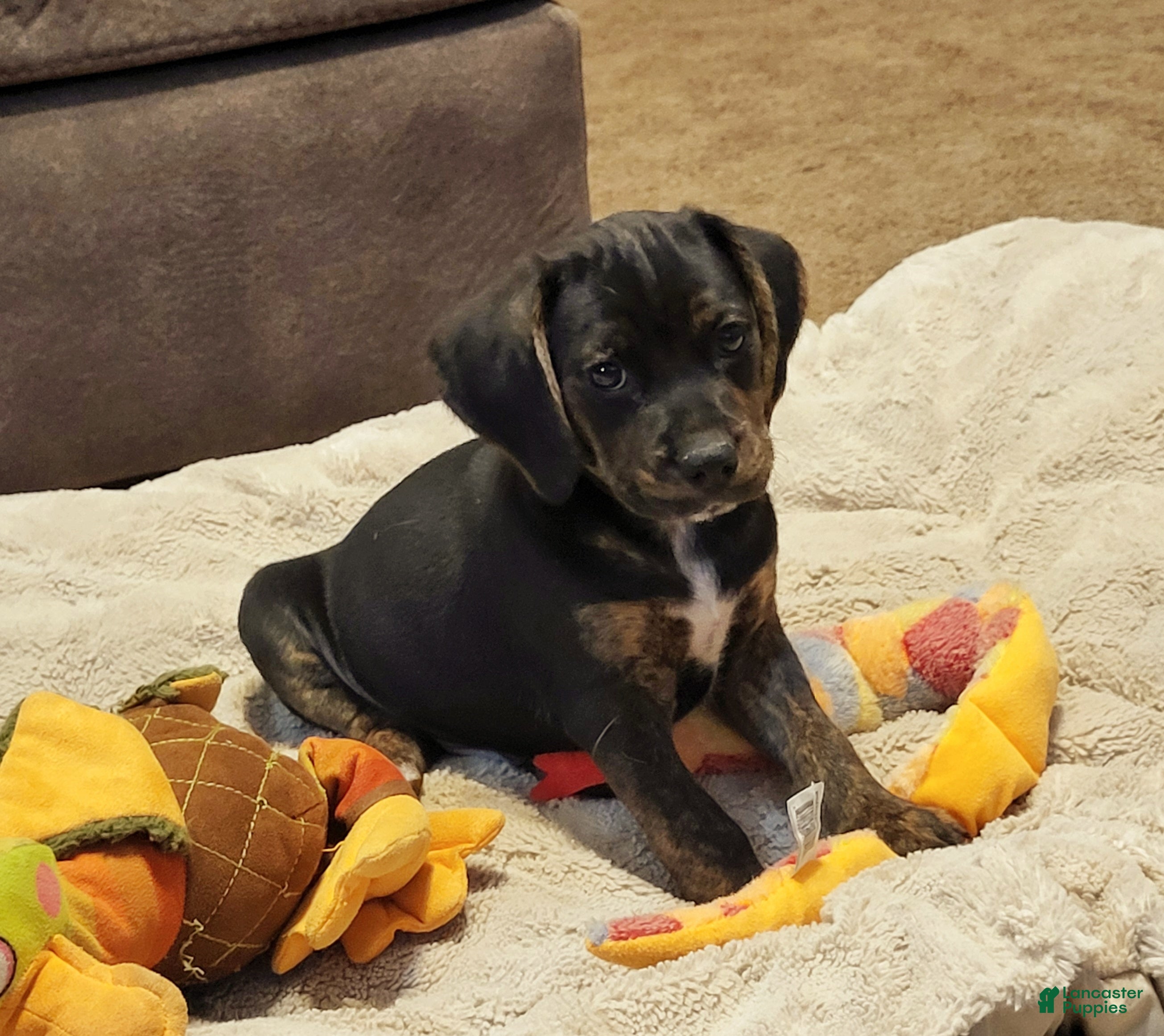 Puggle dogs Charlie - Ad 1