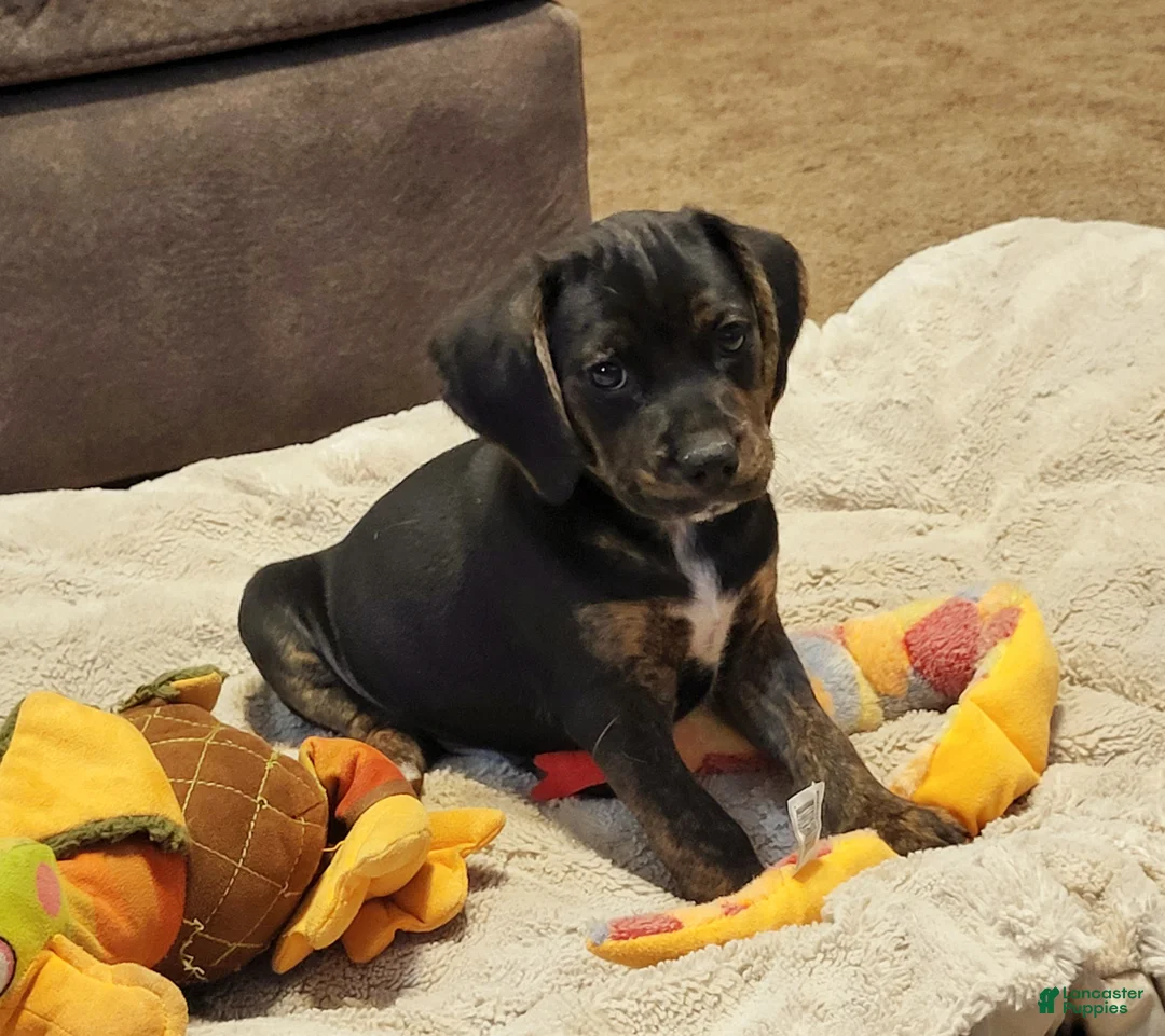 Puggle dogs for sale: Charlie - Ad 1