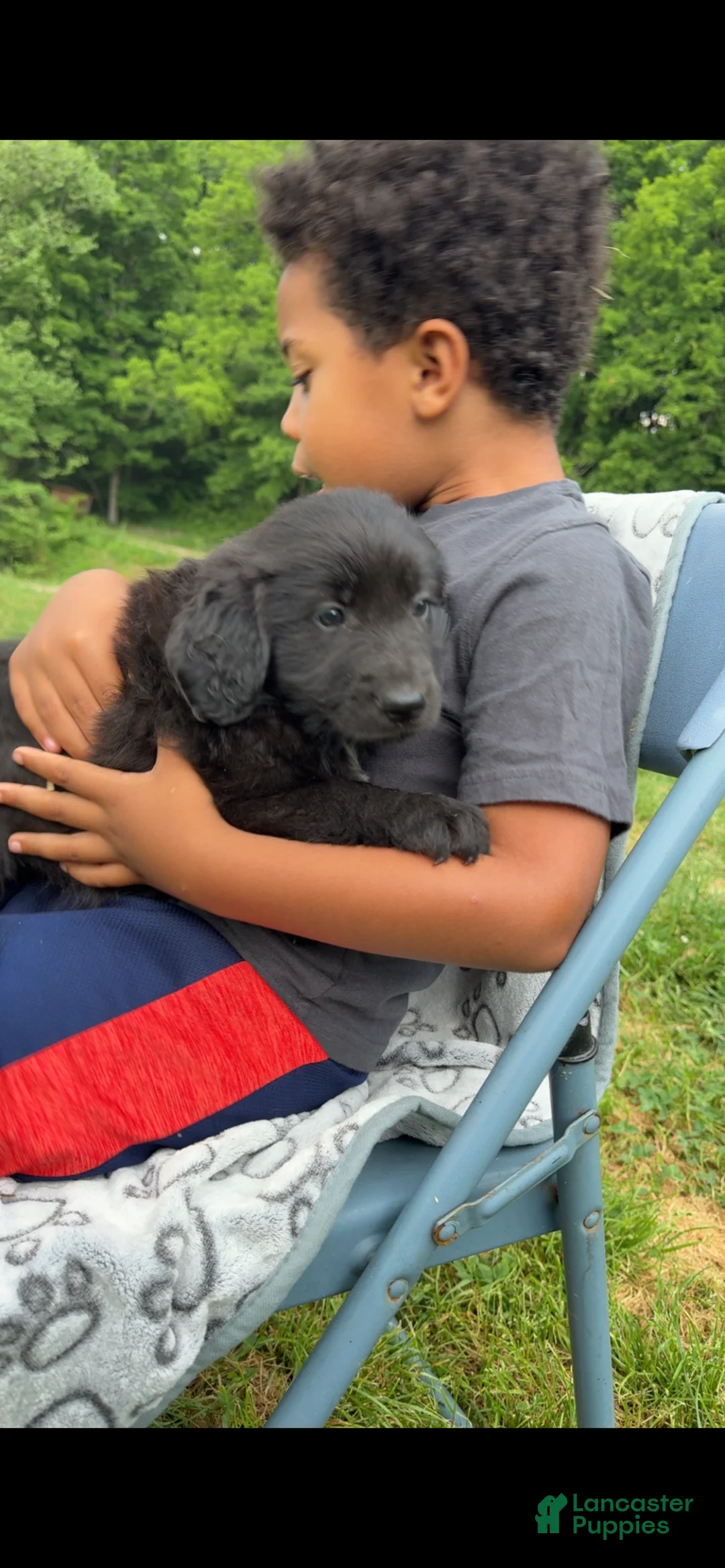 Goldendoodle dogs for sale: Male Goldendoodle 1 - Ad 1