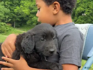 Goldendoodle dogs for sale: Male Goldendoodle 1 - Ad 3