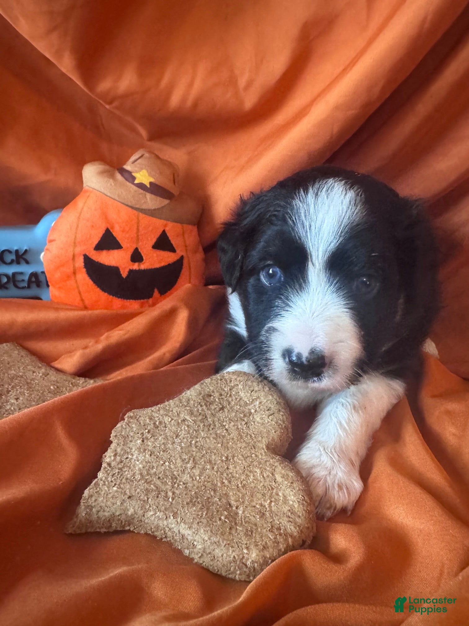 Miniature Australian Shepherd dogs Finlay - Ad 2