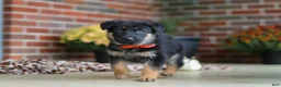 German Shepherd dogs for sale: Majesty - Ad 4