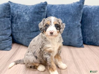 Mini Bernedoodle dogs - Ad 9