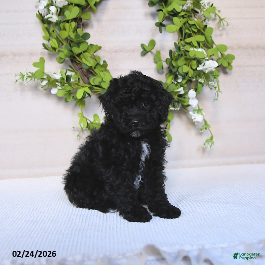 Toy Poodle dogs for sale: Cosmo   - Ad 3