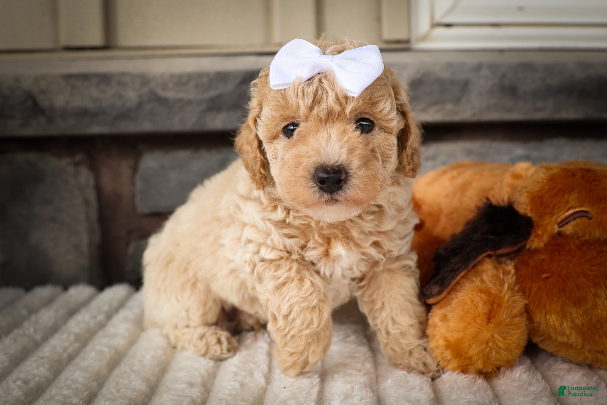 Miniature Poodle dogs Jenson ✨ - Ad 2