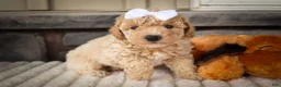 Miniature Poodle dogs for sale: Jenson ✨ - Ad 2