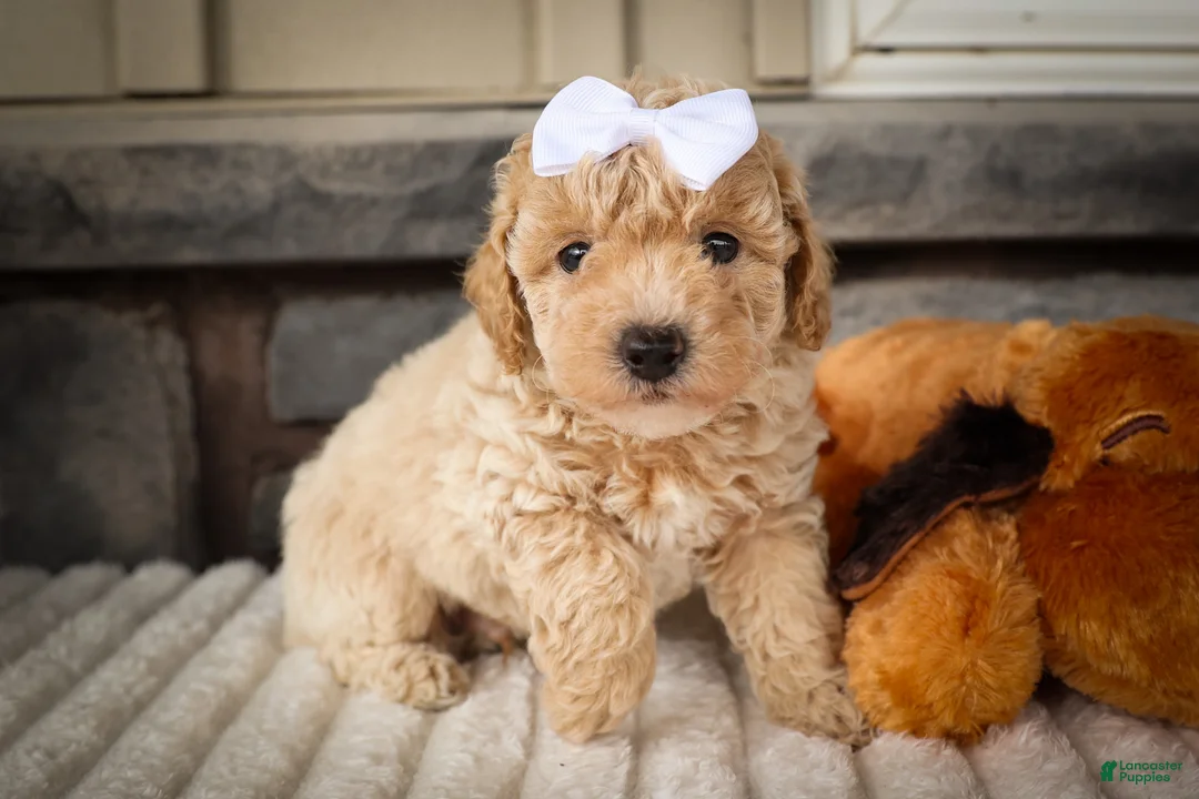 Miniature Poodle dogs for sale: Jenson ✨ - Ad 2