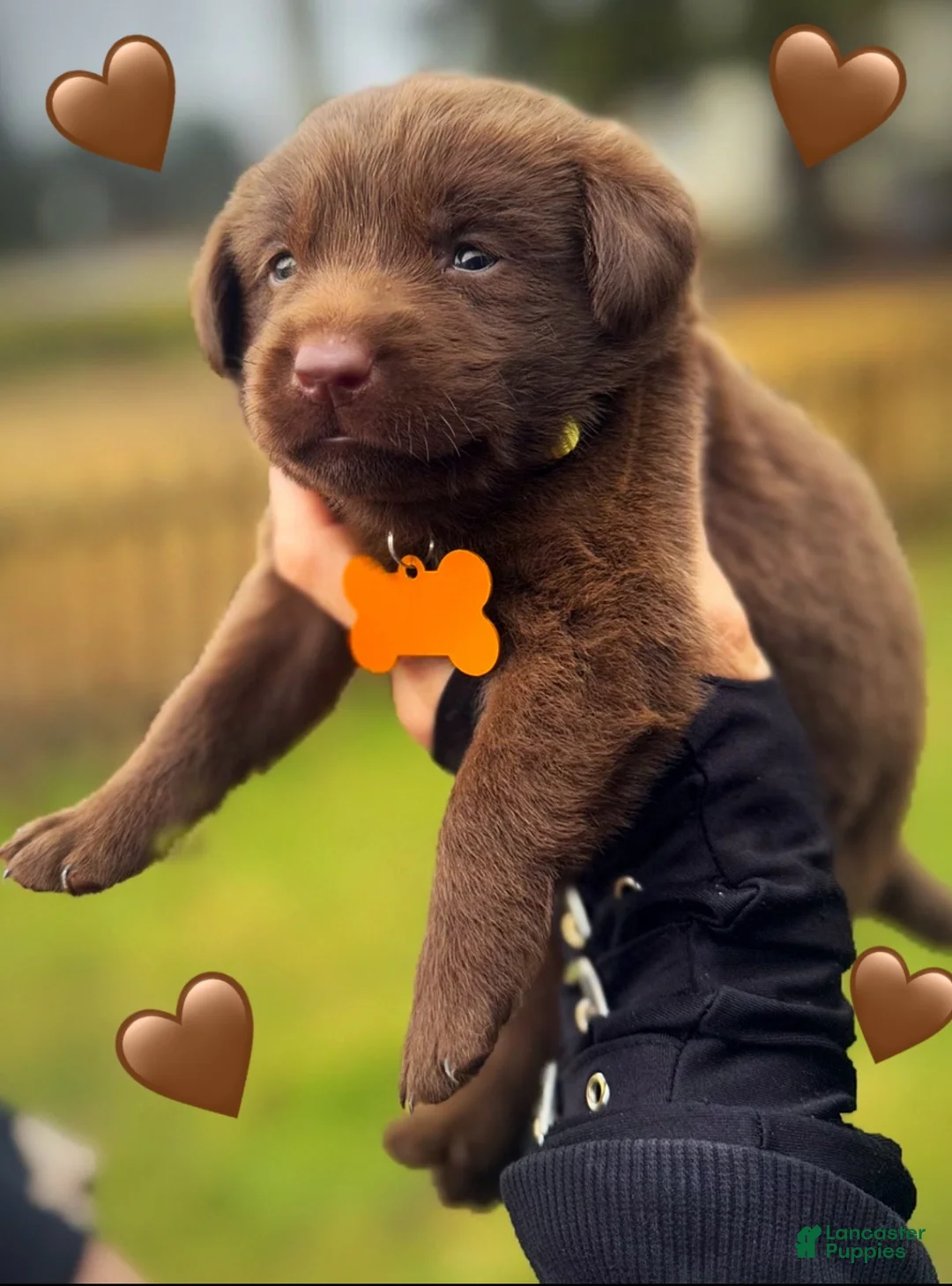Labrador Retriever dogs for sale: Labrador Retriever Puppy 1 - Ad 10