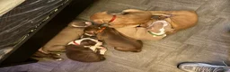 American Pit Bull Terrier dogs for sale: American Pit Bull Terrier 6 - Ad 7