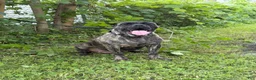 Cane Corso dogs for sale: Cane Corso 2 - Ad 5