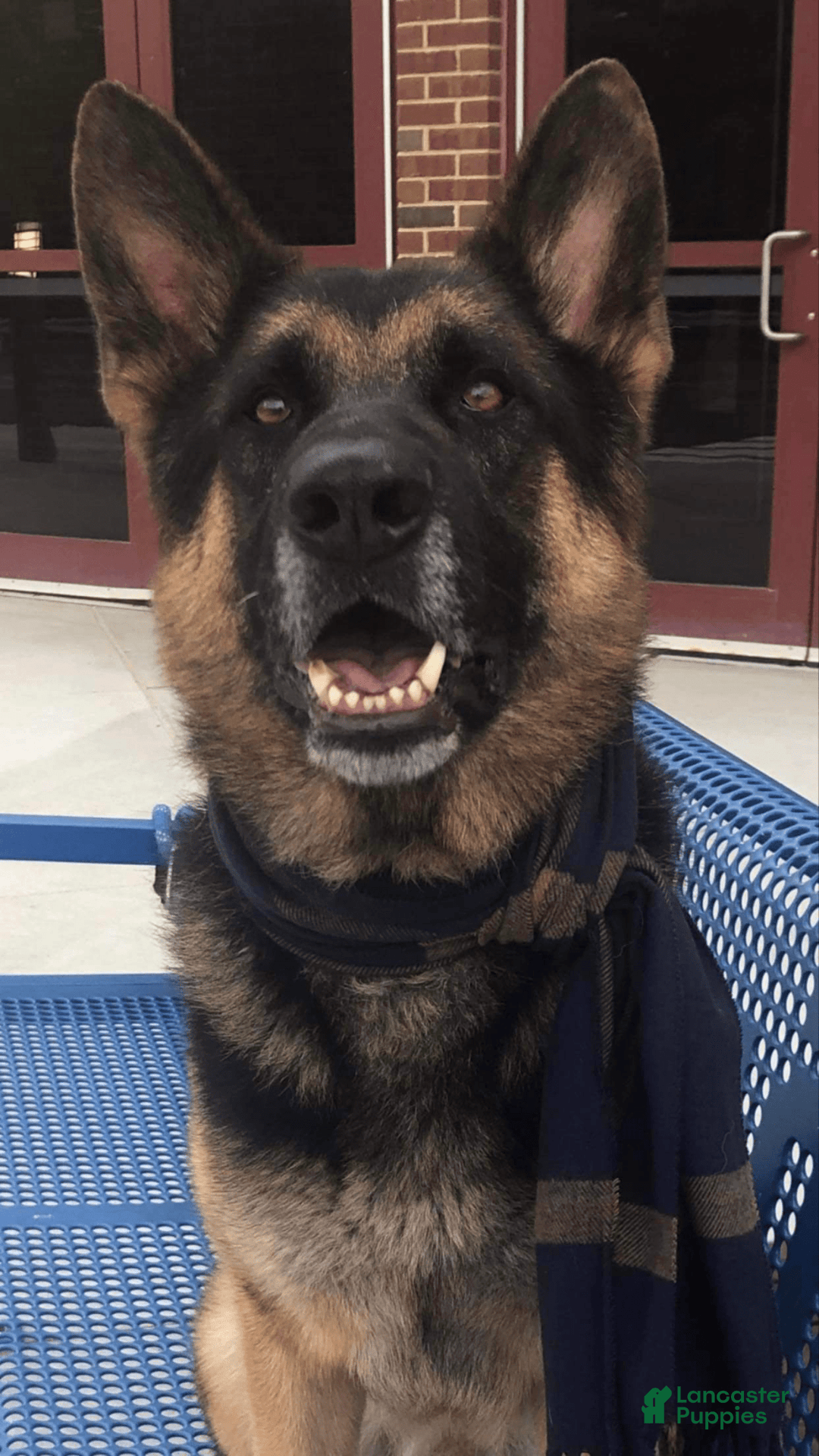 Gallery Image {{count}}