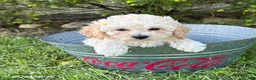 Bichpoo dogs for sale: Jill - Ad 1