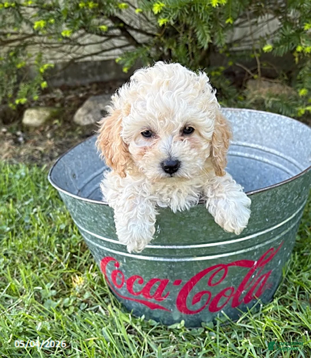 Bichpoo dogs for sale: Jill - Ad 1