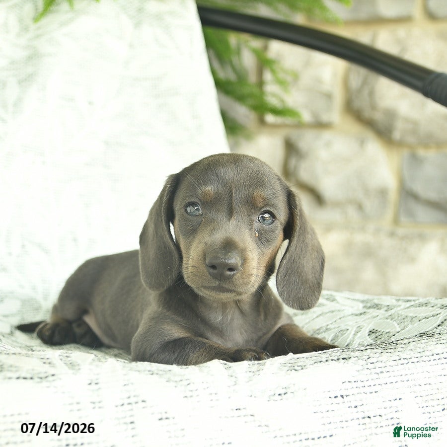 Miniature Dachshund dogs Gizmo  - Ad 2