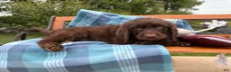 Mixed Breed dogs for sale: Galaxy (Boy) - Ad 5