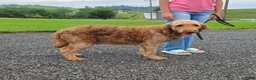 Goldendoodle dogs for sale: Robin - Ad 3