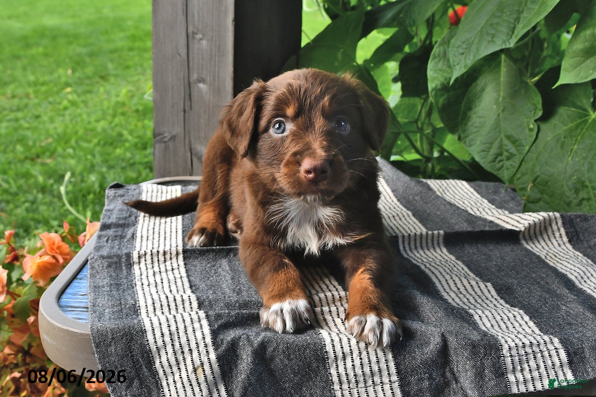 Mixed Breed dogs Sparky - Ad 2