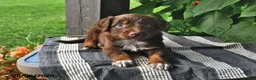Mixed Breed dogs for sale: Sparky - Ad 2