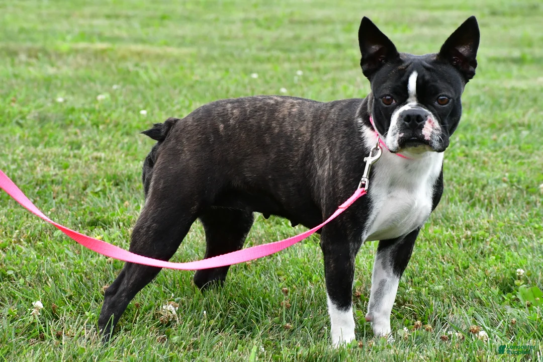 Boston Terrier dogs for sale: Sophie - Ad 5