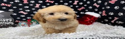 Toy Poodle dogs for sale: Toy Poodle Puppy 1 - Ad 3