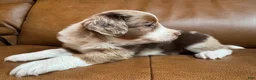 Mixed Breed dogs for sale: Australian Mountain Doodle Charlotte - Ad 3