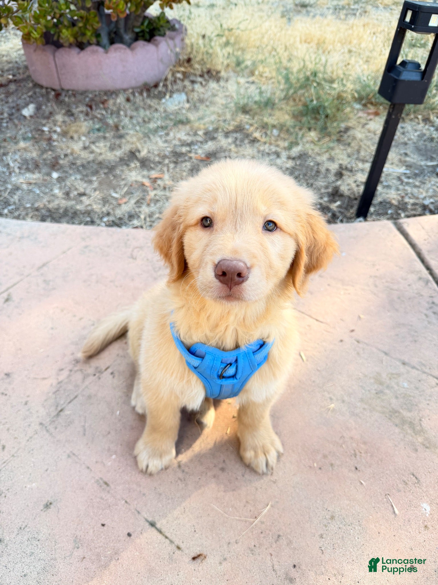 Golden Retriever dogs Golden Retriever Male - Ad 25