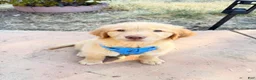 Golden Retriever dogs for sale: Golden Retriever Male - Ad 1