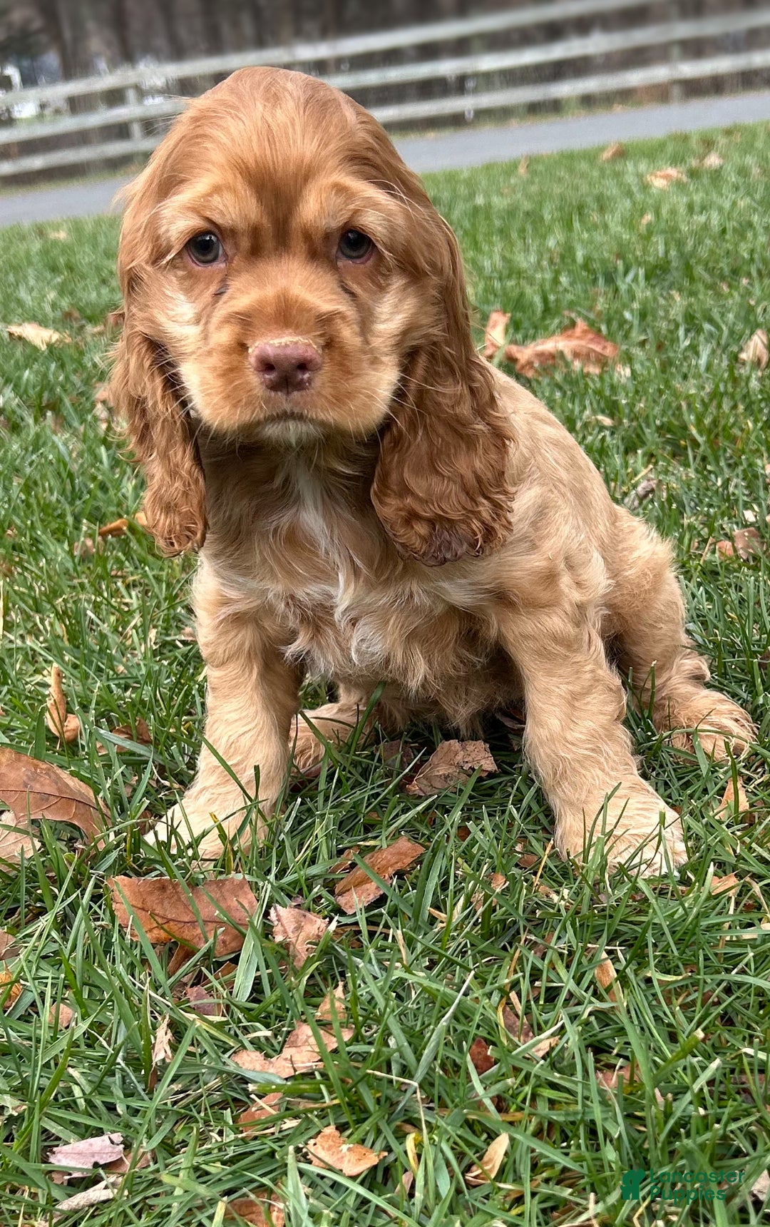 Cocker Spaniel dogs for sale: Gloria - Ad 1