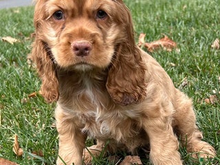 Cocker Spaniel dogs Gloria - Ad 10