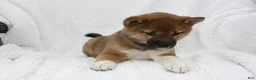 Shiba Inu dogs for sale: Karis - Ad 3