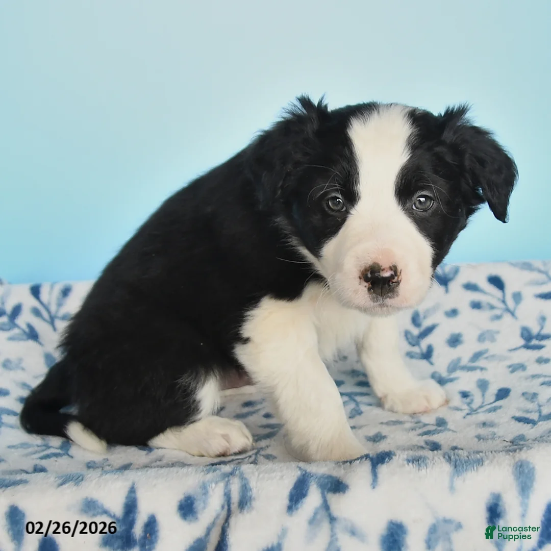 Border Collie dogs for sale: Shep - Ad 3