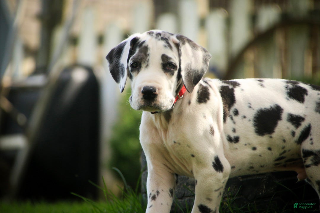 Great Dane dogs Blake Great Dane  - Ad 2