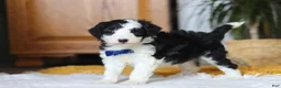 Sheepadoodle dogs for sale: Thumper - Ad 8