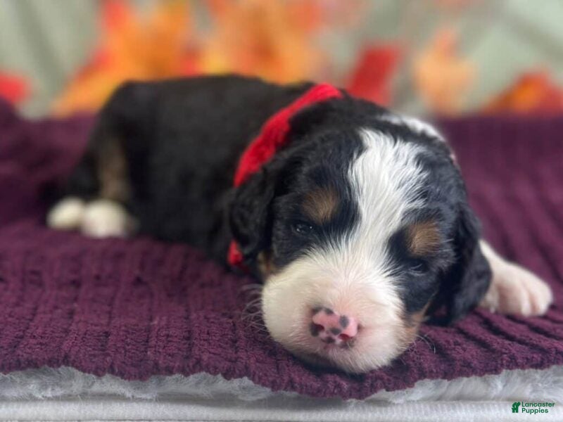 Bernedoodle dogs Indie - Ad 1
