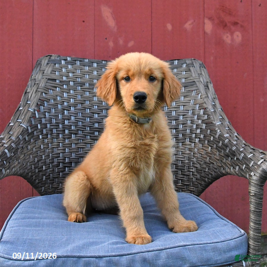 Golden Retriever dogs Michelle - Ad 1