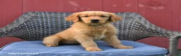 Golden Retriever dogs for sale: Michelle - Ad 1
