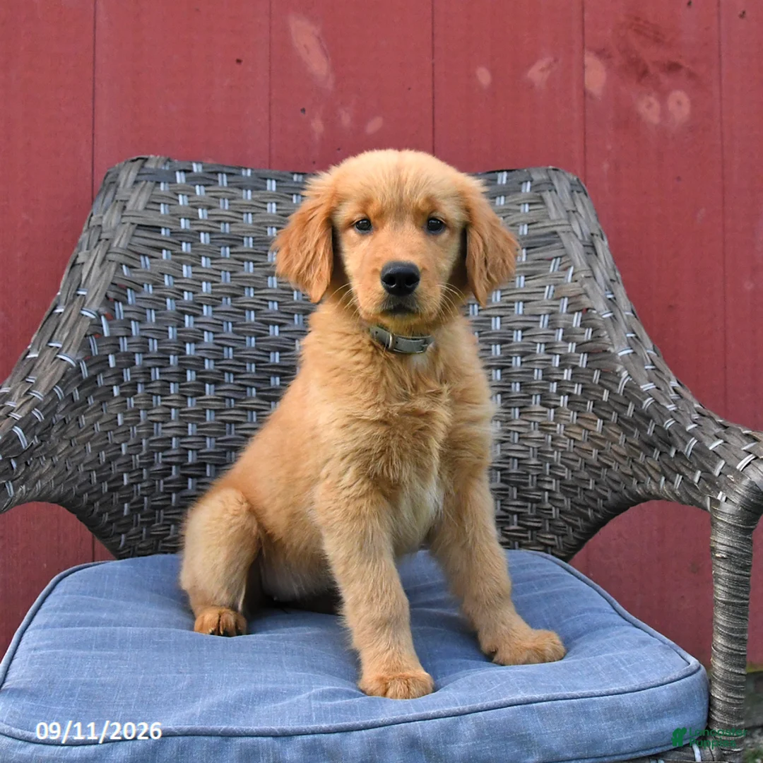 Golden Retriever dogs for sale: Michelle - Ad 1