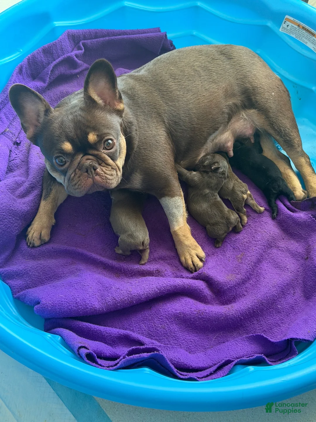 French Bulldog dogs for sale: Pumpkin  - Ad 2